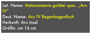 Lat. Name: Melanotaenia goldiei spec. „Aru IV“
Deut. Name: Aru IV Regenbogenfisch
Herkunft: Aru Insel
Größe: um 16 cm
Fundortvarianten: Nein
