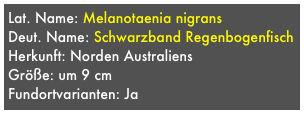 Lat. Name: Melanotaenia nigrans
Deut. Name: Schwarzband Regenbogenfisch
Herkunft: Norden Australiens 
Größe: um 9 cm
Fundortvarianten: Ja
